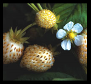white strawberries with blue flower